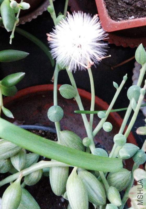 Senecio herreanus ��ͯ��.jpg