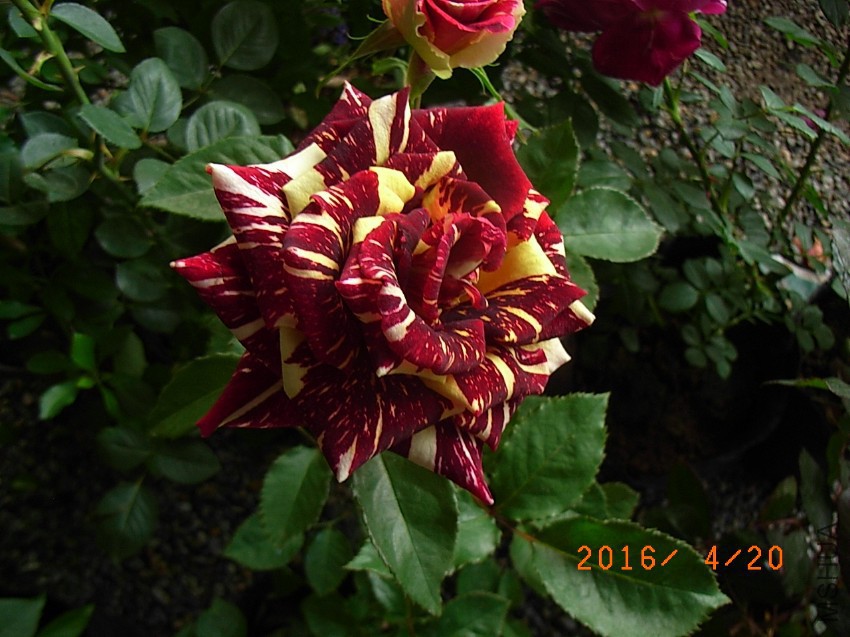 ������ (1).JPG