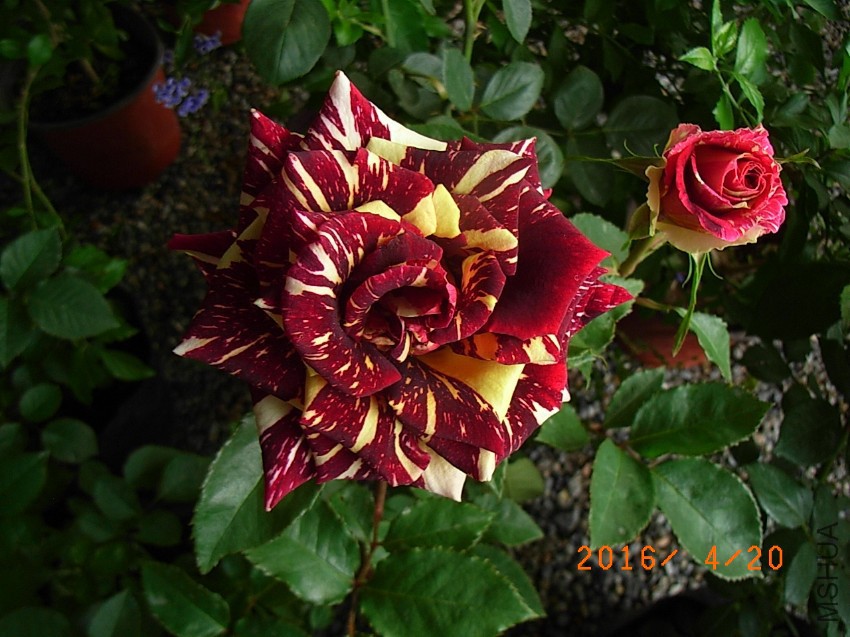 ������ (2).JPG