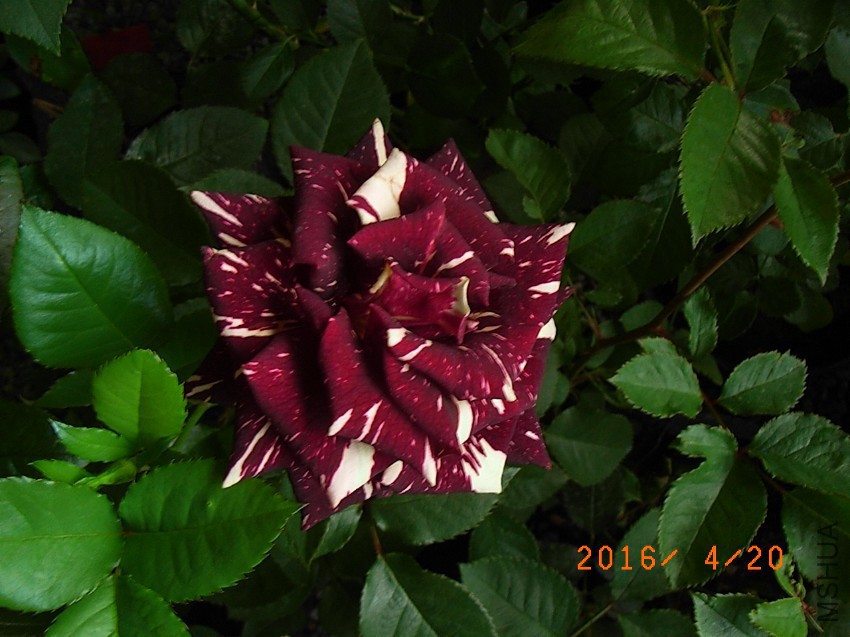 ������ (3).JPG