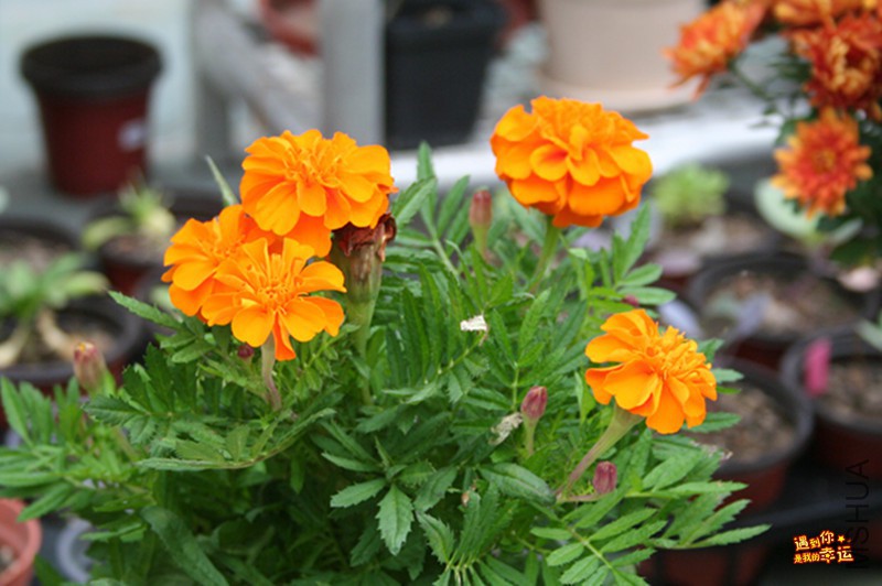 ��Ƭ 007_����.jpg