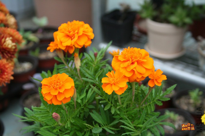 ��Ƭ 008_����.jpg