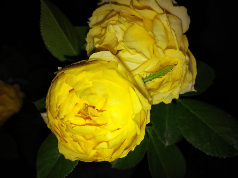 ��ͷ������