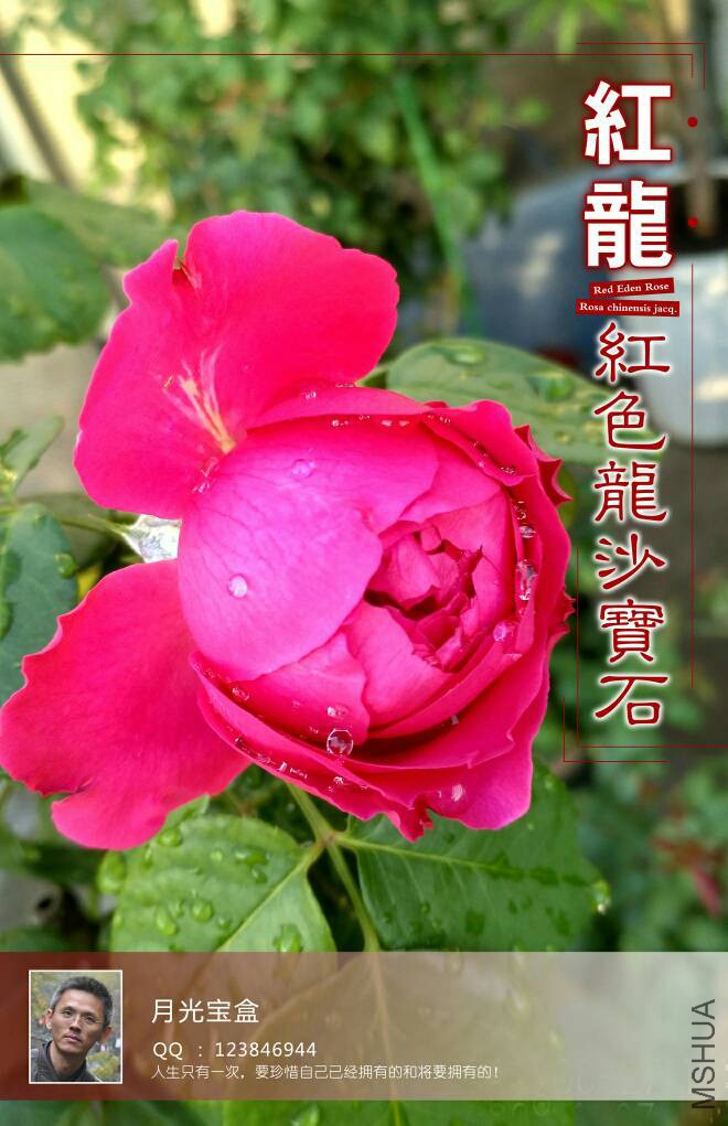 084919hmom492g2goca22g.jpg