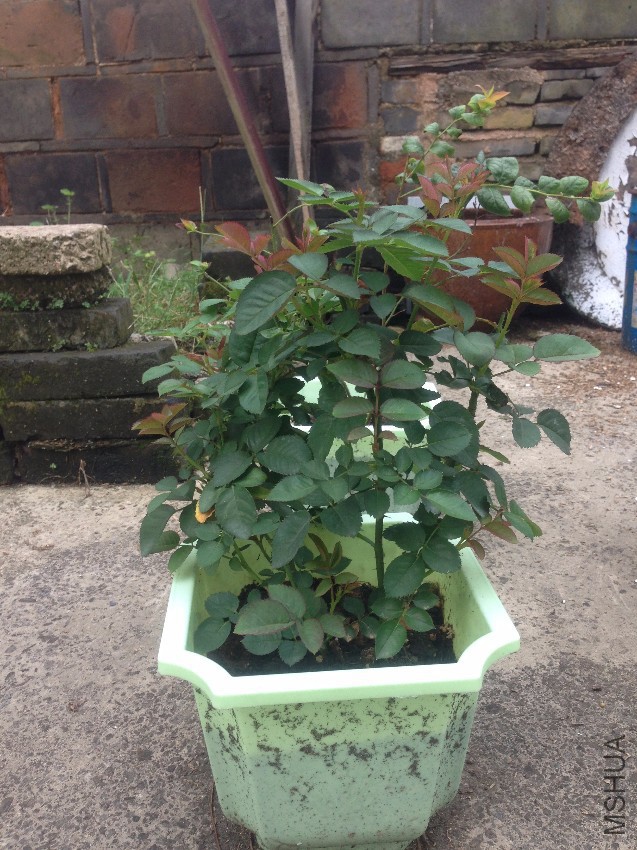 �ò��󣬴��³�Ҷ��