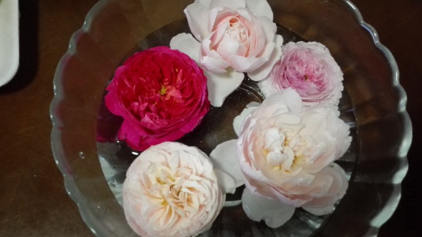 IMG20150503181730.jpg