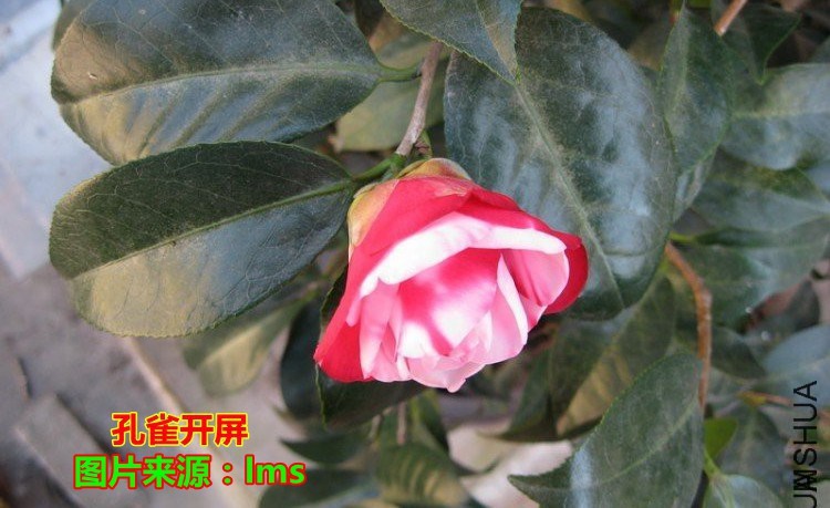 213209livvzqejv5qcjvev (1).jpg