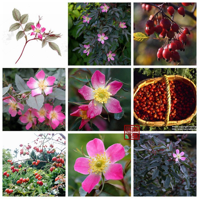 125Glauca�����1_����.jpg