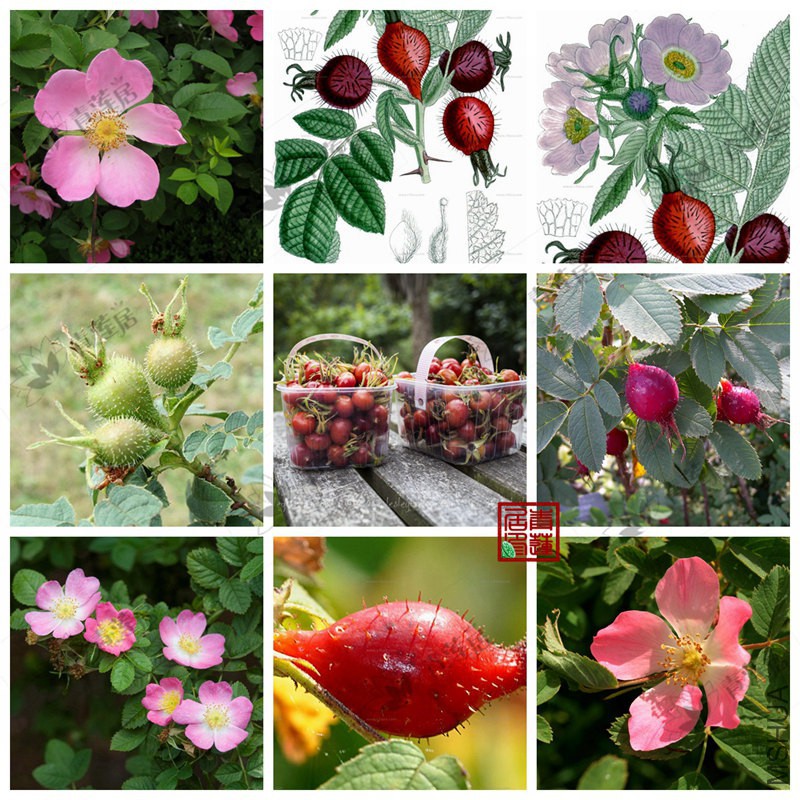 126Rosa villosa��ëǾޱƻ������1_����.jpg