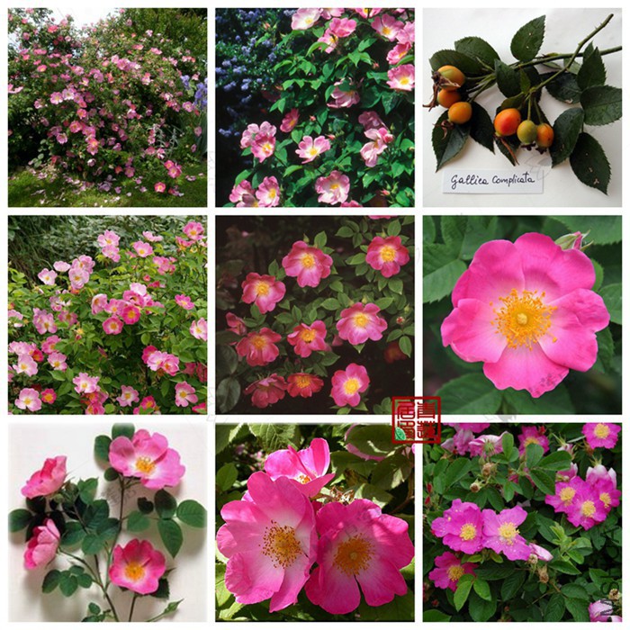 129Complicata��1_����.jpg