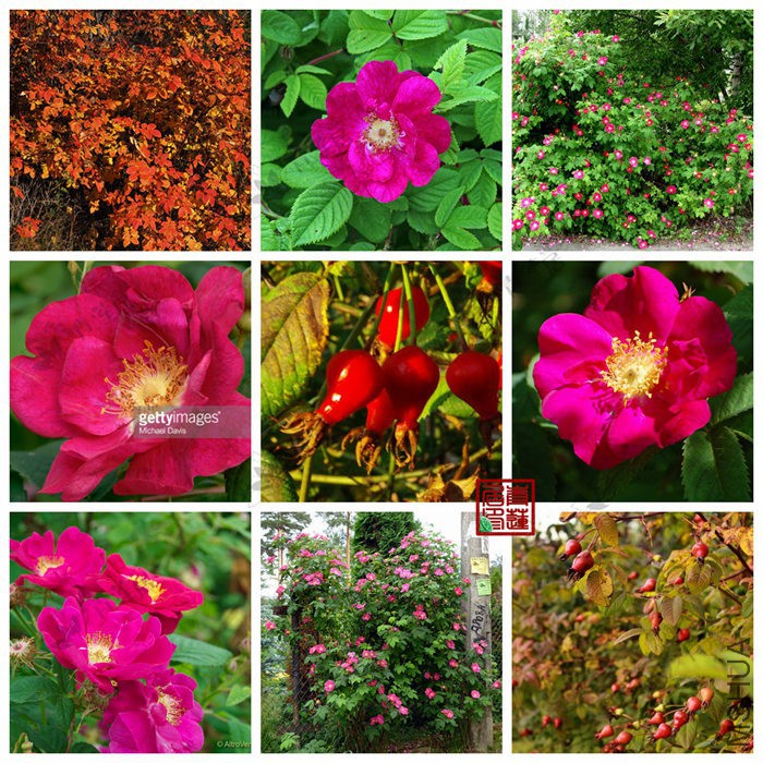 131Rosa gallica Splendens ܸܸ����1_����.jpg