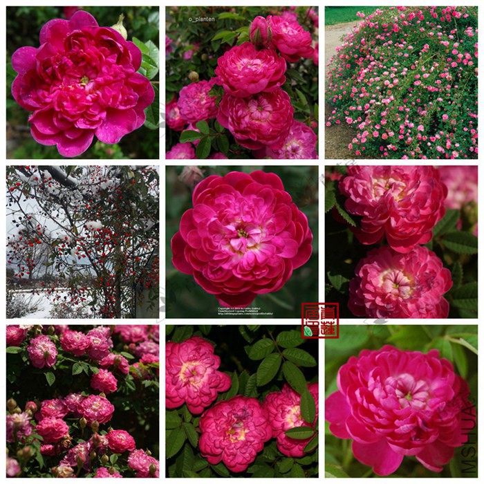 133Burgundy Rose���޵�õ����1_����.jpg
