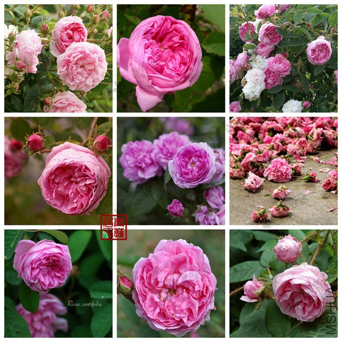 134centifolia��Ҷ������3_����.jpg
