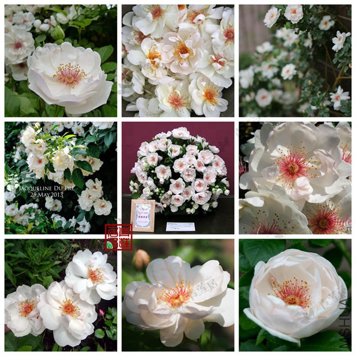 135Jacqueline du Pre�ܿ��ն�������1_����.jpg