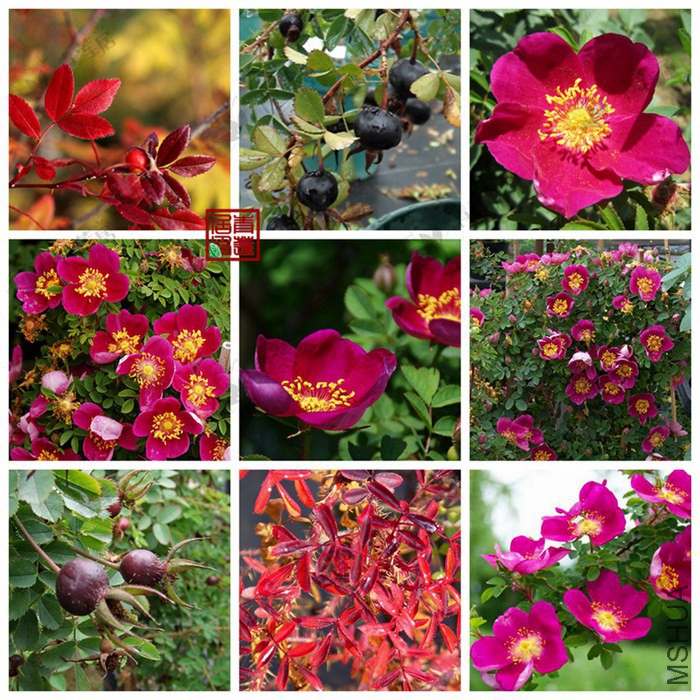 137Single Cherry(Red Nelly)��ɫ������1_����.jpg