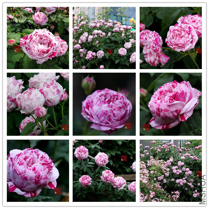 238 Variegata di Bologna ץ��������46_����.jpg