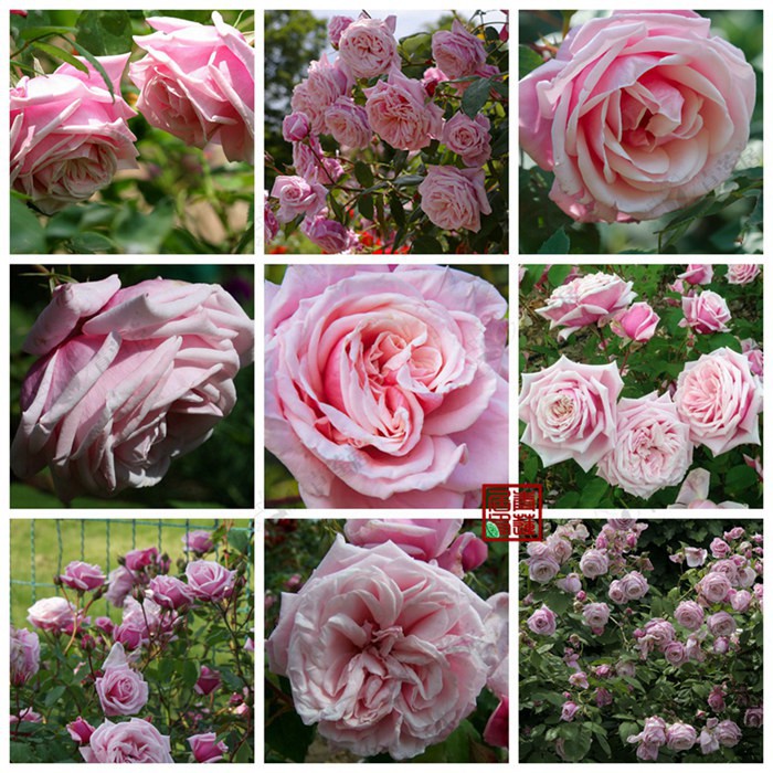 288Blossomtime����ʱ����2_����.jpg