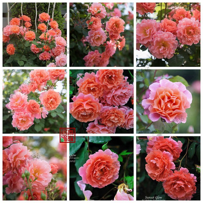 289Ali Baba sunset glow ����Ͱ���ϼ�ٱ���1_����.jpg