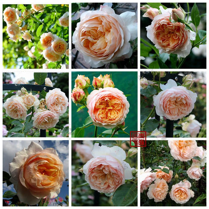 290Ginger Syllabub�����������Ѿ���1_����.jpg