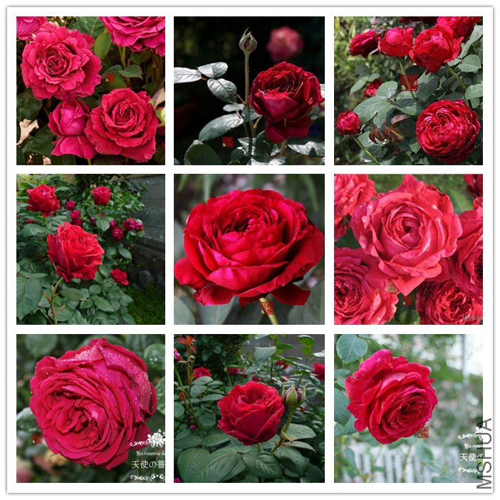 F27 Rose des 4 vents ����õ��2_����.jpg