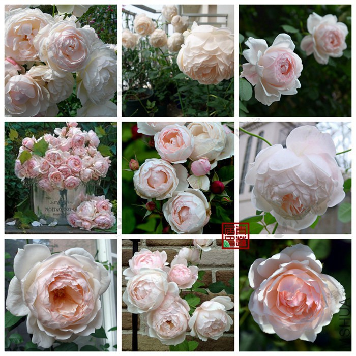 F64Madame Figaro�Ѽ��޷�����1_����.jpg