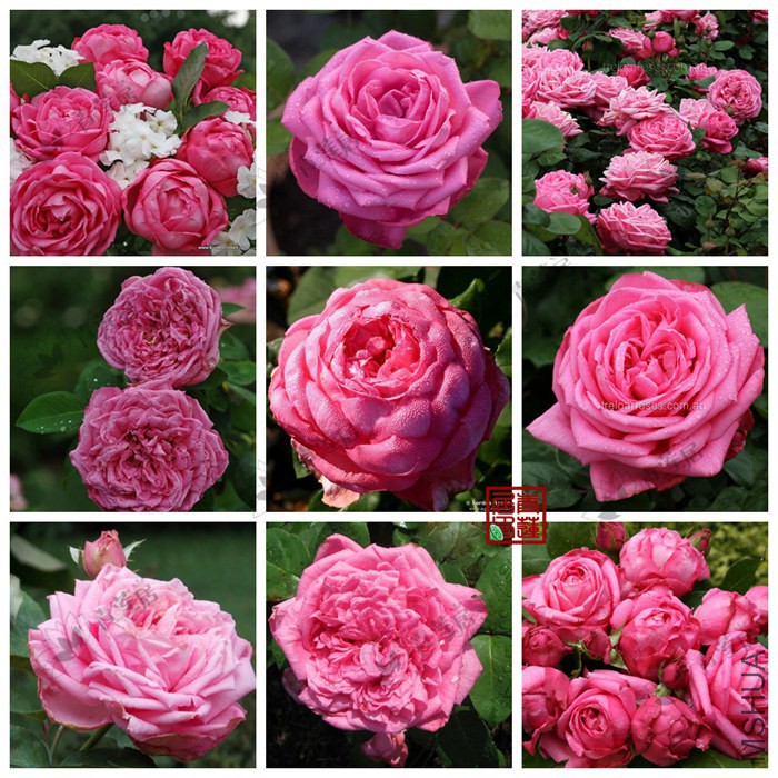 F65Mon Petit Chou�ҵ�С�ײ���1_����.jpg