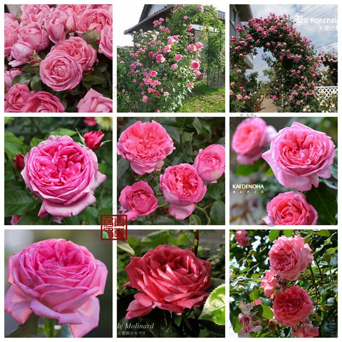 F67La Rose de MolinardĪ���ɶ�õ����3_����.jpg