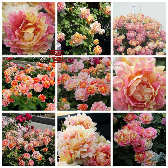 F68Rose des Cisterciens������ʿ�¼���4_����.jpg