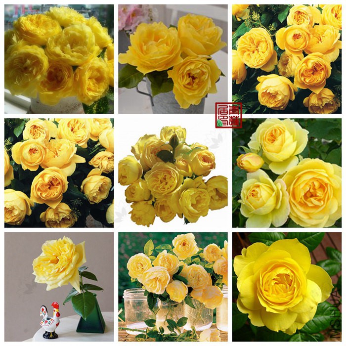F70Souvenir de Marcel Proust��³˹�ؼ�����1_����.jpg