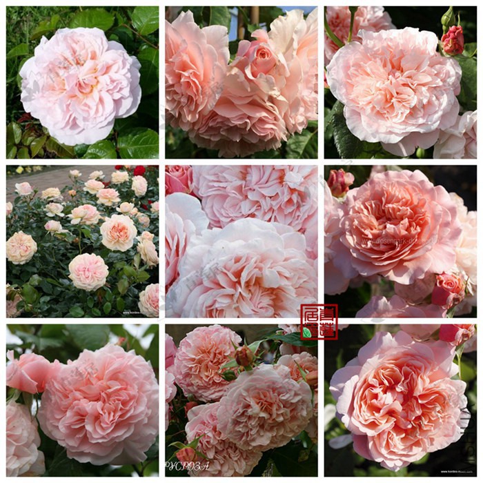 G18Rose de Tolbiac�бȶ�õ����1_����.jpg