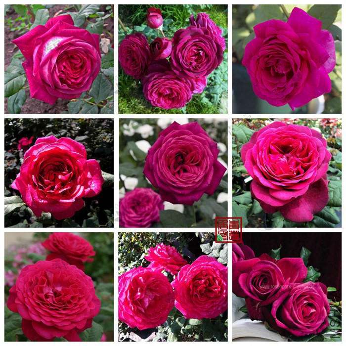 G19Johann Wolfgang von Goethe Rose���õ����1_����.jpg