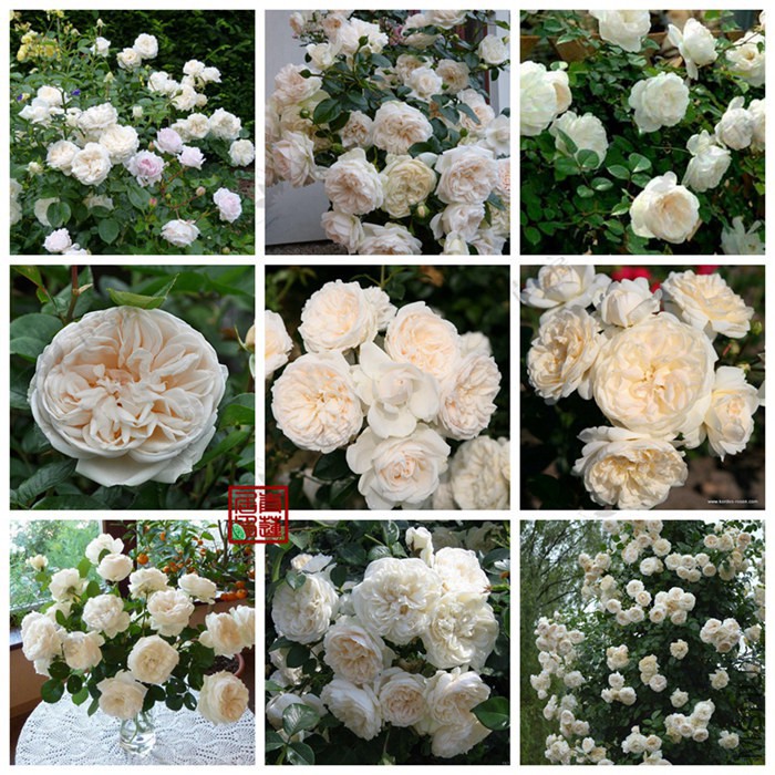 G22Summer Memories���ջ�����1_����.jpg