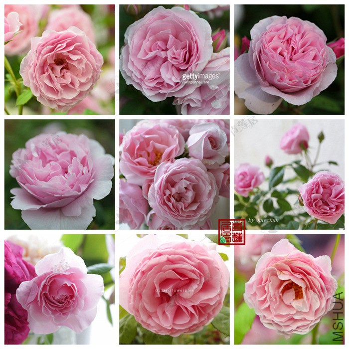 H27Princess Claire of Belgium����ʱ������������1_����.jpg