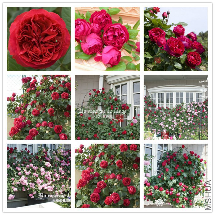 M02 Red Eden rose ����2_����.jpg