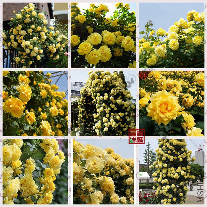 M38 Clg Gold Bunny�ٱ������� ����5_����.jpg