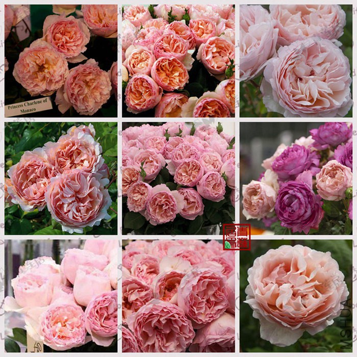 M39 Princess Charlene de MonacoĦ�ɸ��������� ����6_����.jpg