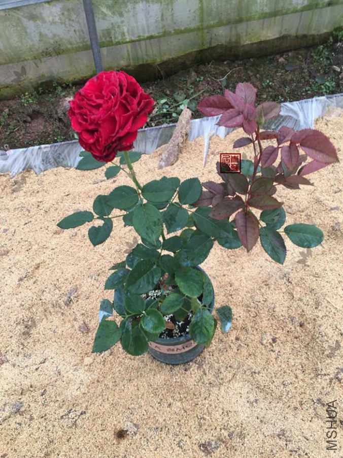 ����ȹ 1����.jpg