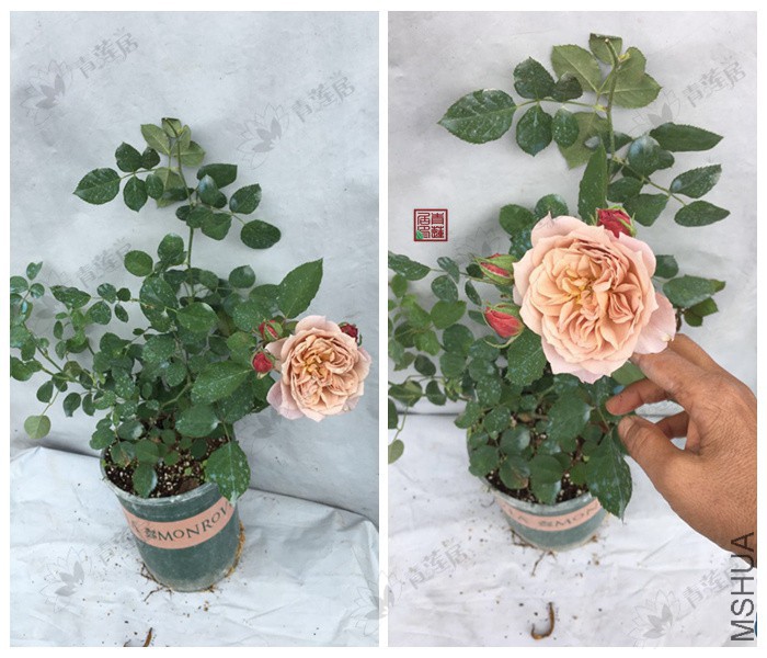 J270���� 1����.jpg