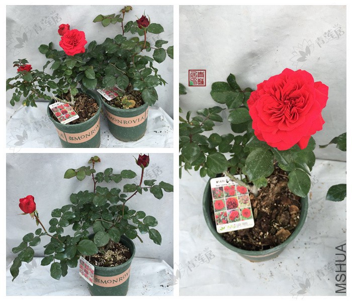 M14��ɫ����� 1����.jpg