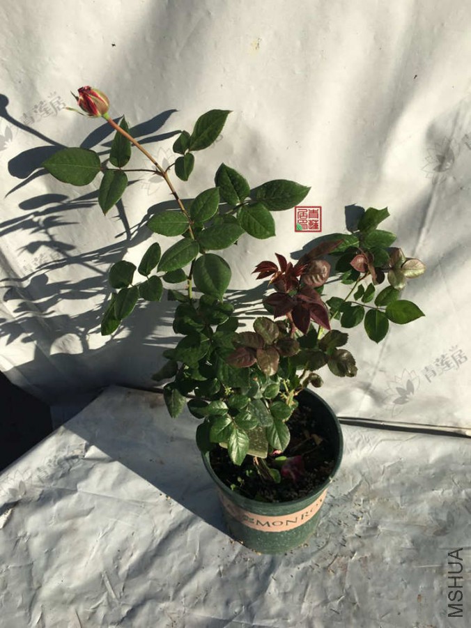 M27����� 1���� .jpg