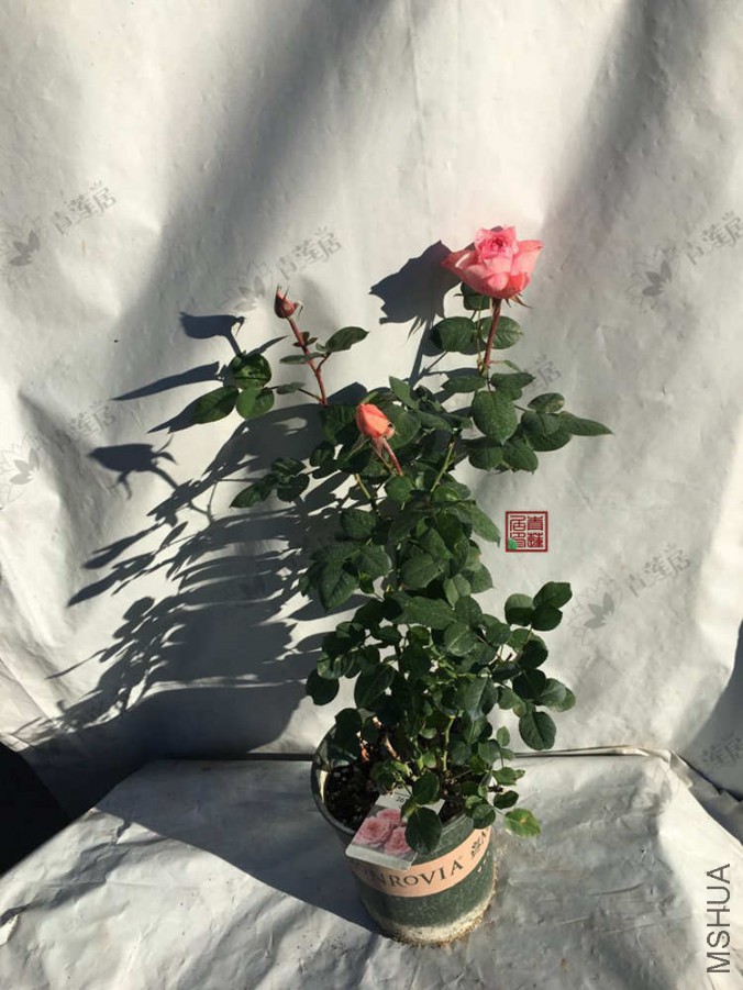 261��Ī 1����.jpg