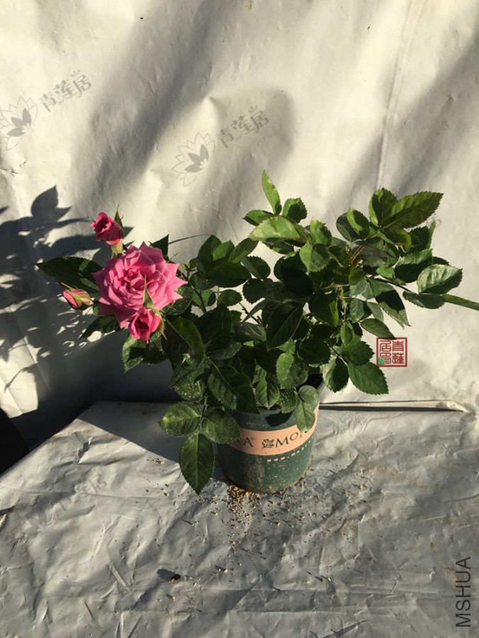 ��ɪ���� 1����.jpg