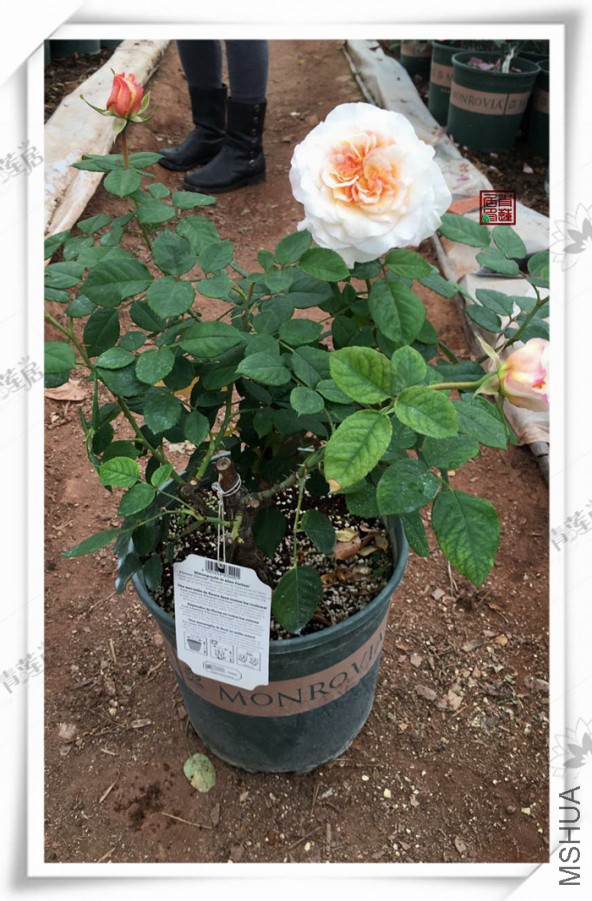 T25��������Comtessa ���� 2����.jpg