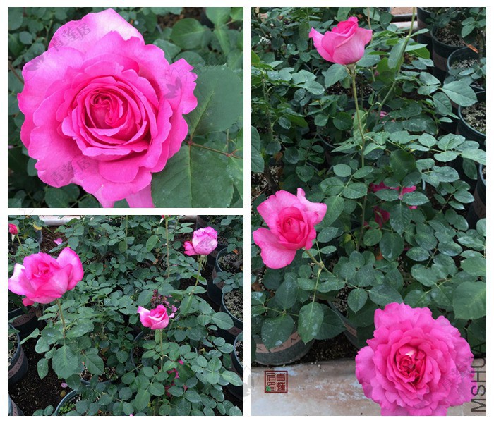 M22������ܽ 2���� .jpg