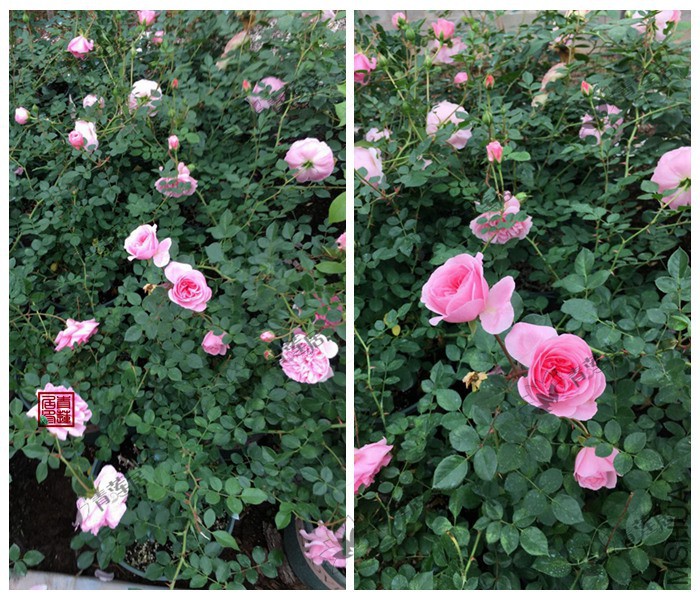 286�������2���� .jpg