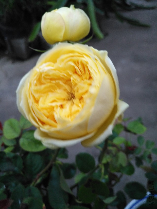 IMG_20161130_065916.jpg
