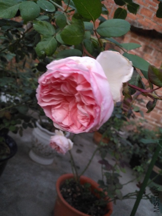 IMG_20161202_065446.jpg