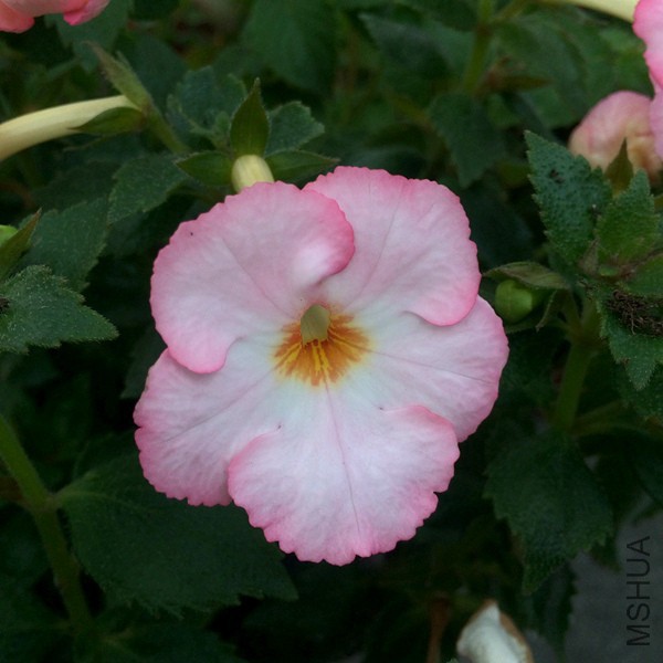Vie en Rose20.jpg