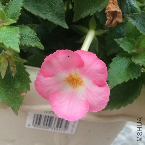 Vie en Rose17.jpg