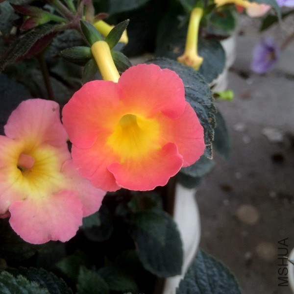 Peach Cascade06.JPG